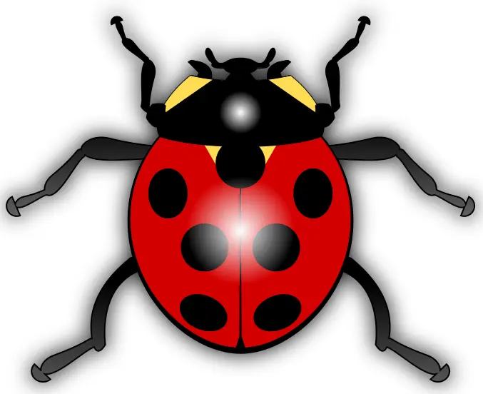 Ladybug