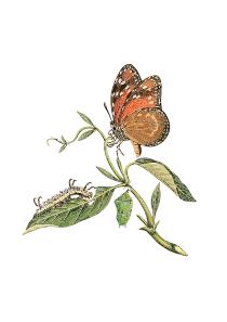 Danaus eresimus