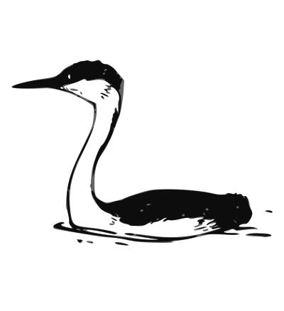 Western Grebe 2