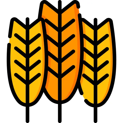 Wheat