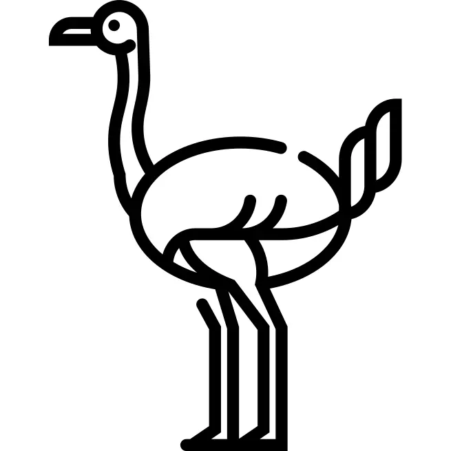 Ostrich