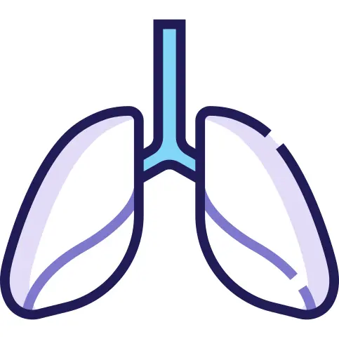 Lungs