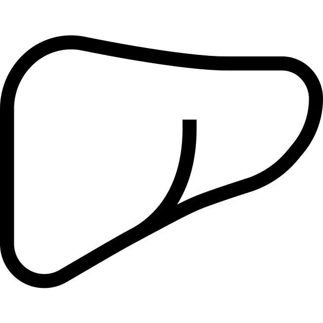Liver