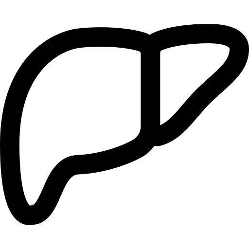 Liver
