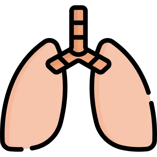 Lungs
