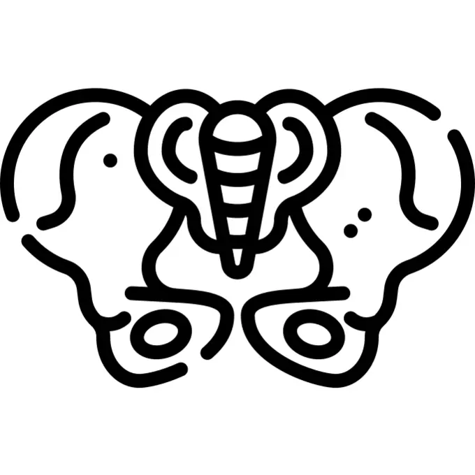 Pelvis