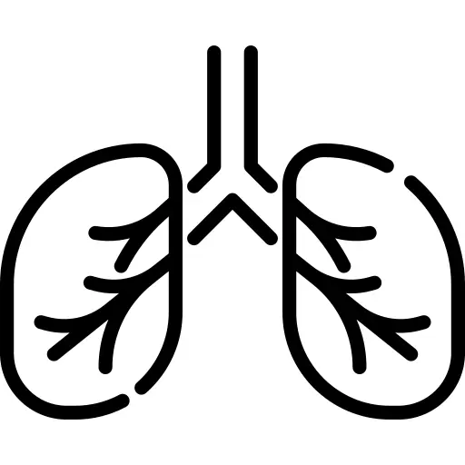 Lungs