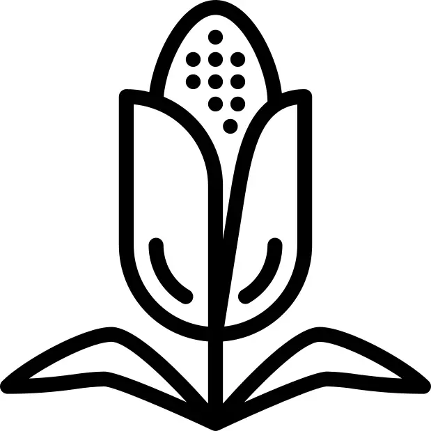 Corn
