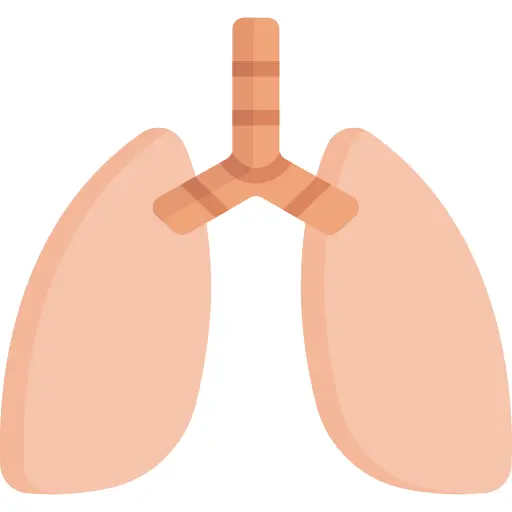Lungs