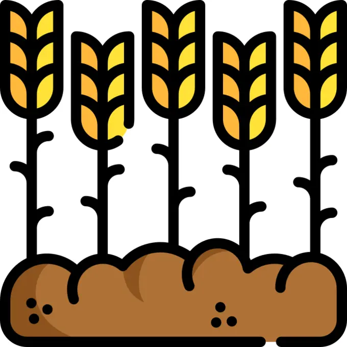 Wheat