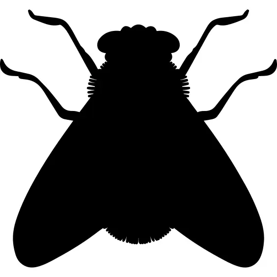 Fly shape