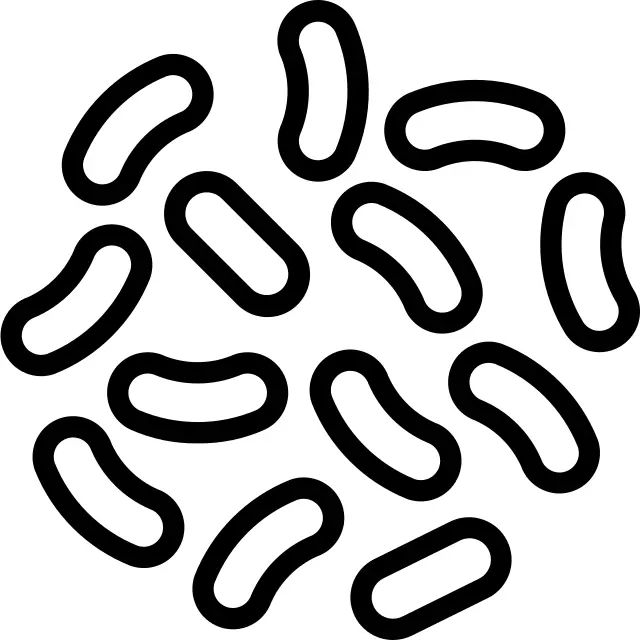 Bacteria