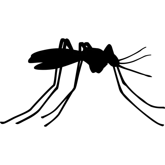 Mosquito insect side view