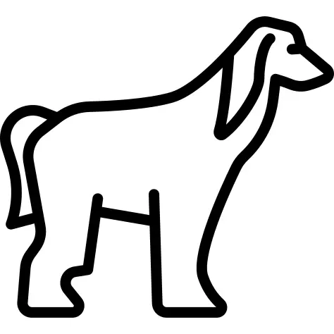 Afghan Hound