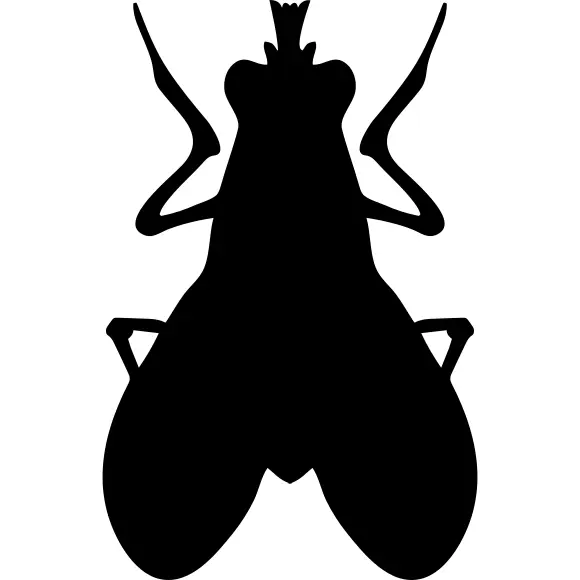 Blow fly insect shape