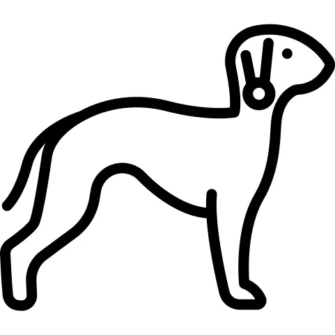 Bedlington Terrier