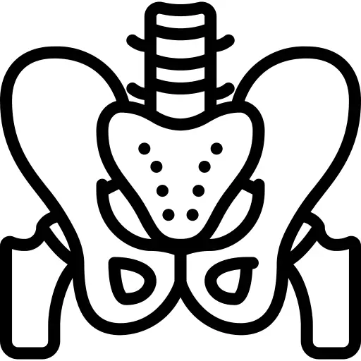 Pelvis