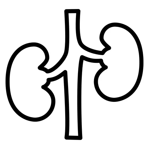 Kidney
