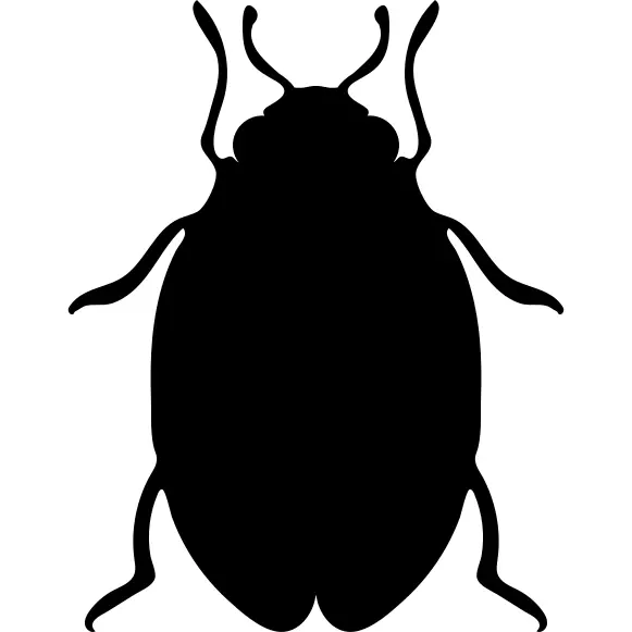 Insect bed bug shape