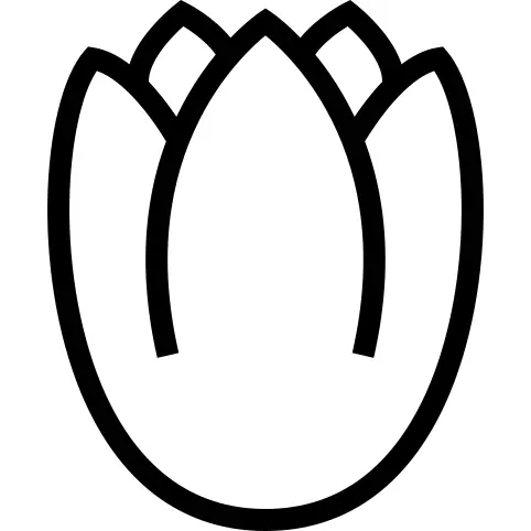 Tulip