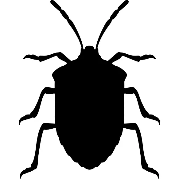 Stink bug insect shape from top view