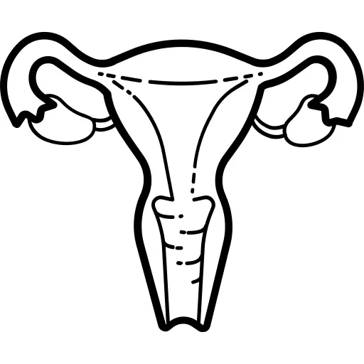 Uterus
