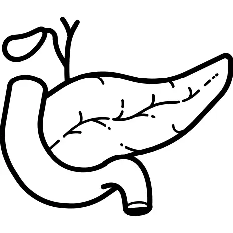 Pancreas