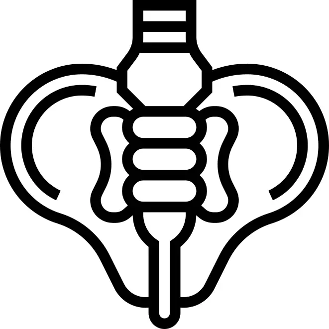 Pelvis