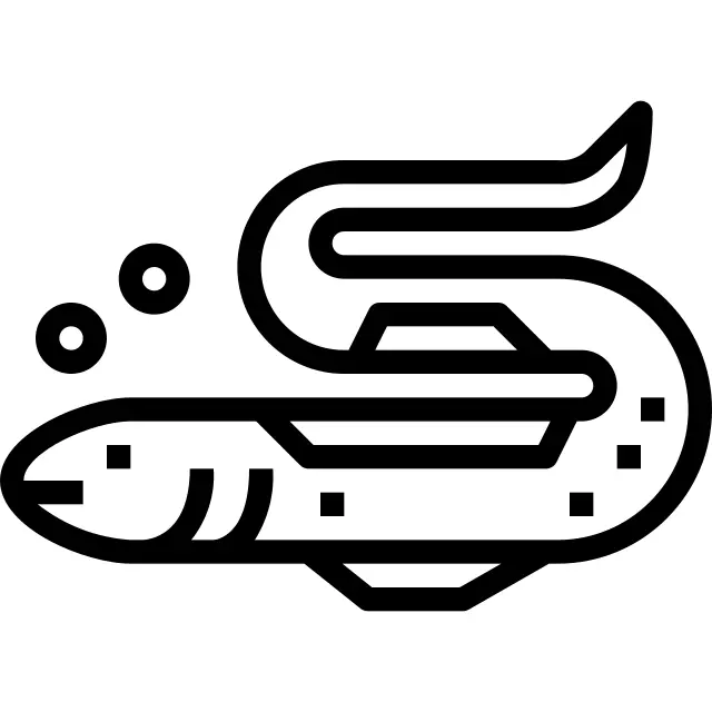 Eel