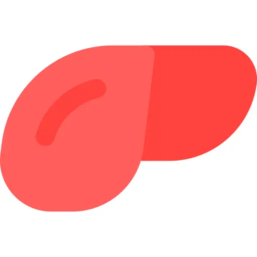 Liver