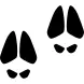 Animal footprints