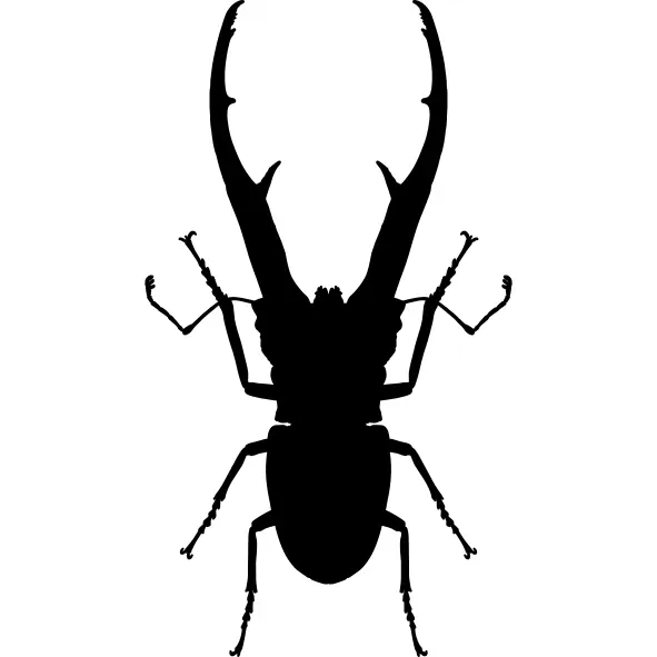 Insect chalcosoma beetle shape