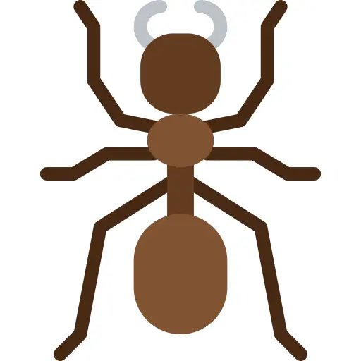 Ant