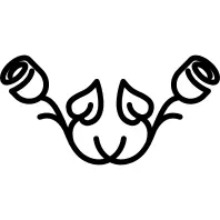 玫瑰夫妇在对称的