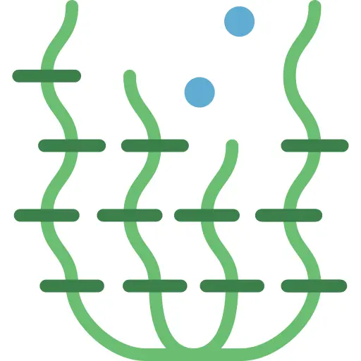 Seaweed