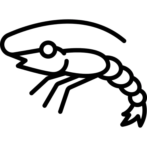 Shrimp