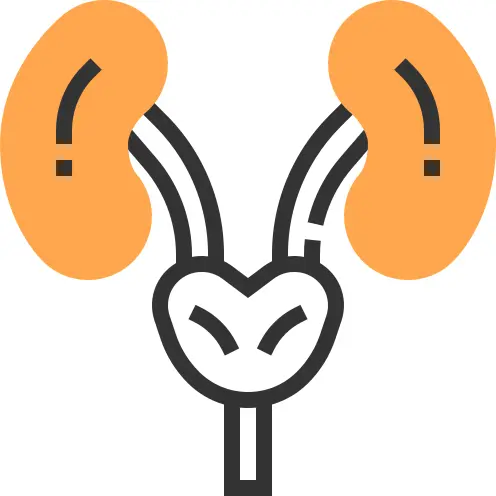 Kidneys