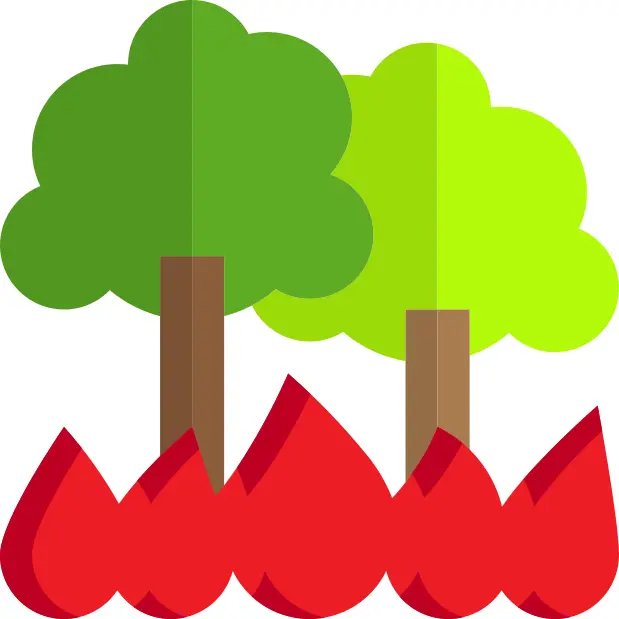 Forest fire
