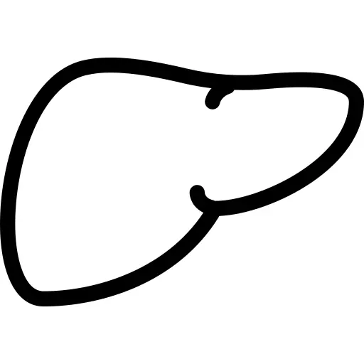 Liver