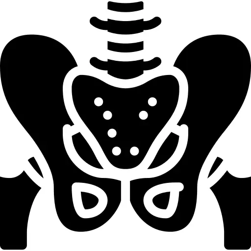 Pelvis