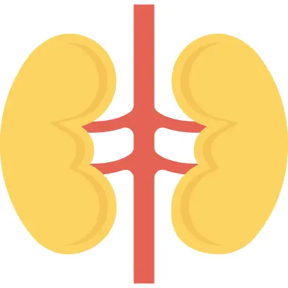Kidneys