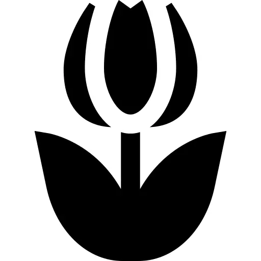 Tulip