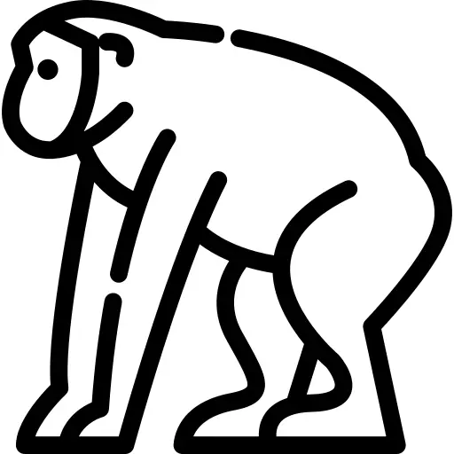 Chimpanzee