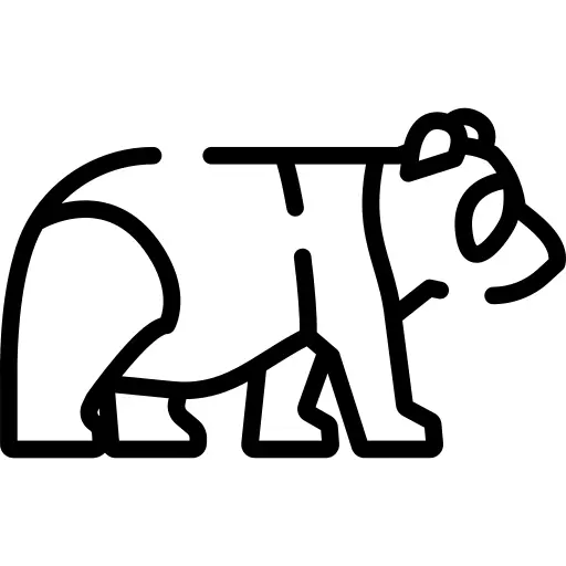 Panda bear
