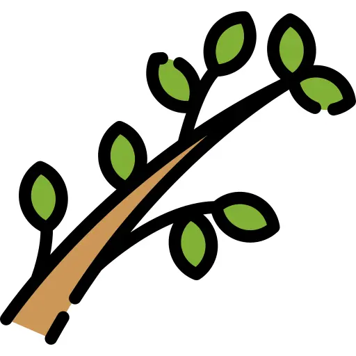 Branch