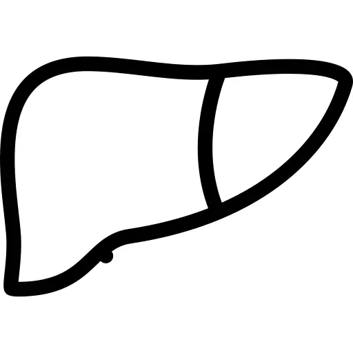 Liver