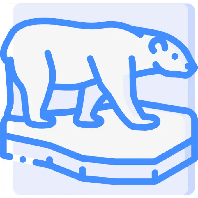 Polar bear