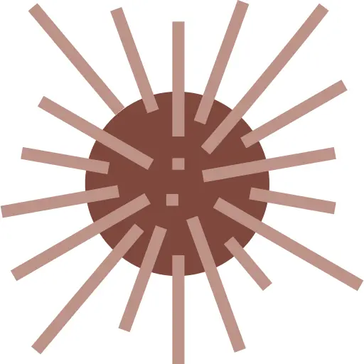 Sea urchin