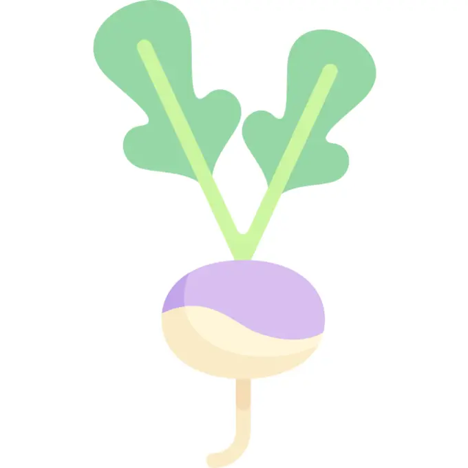 Radish