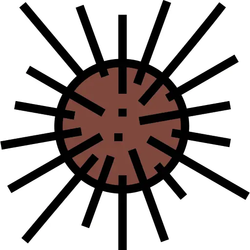 Sea urchin